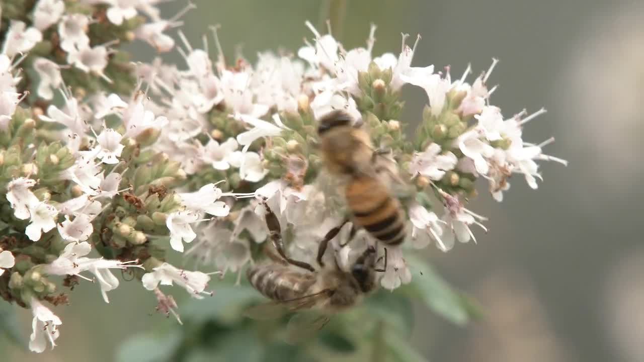 Pollinating Bees On Flower Close Up