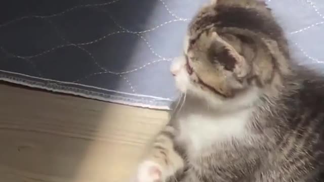 Kitten experiences sun beam for the first time