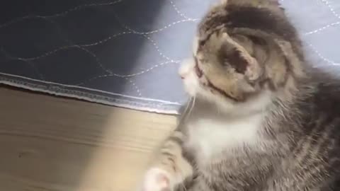 Kitten experiences sun beam for the first time