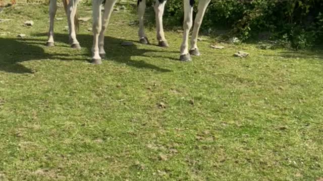 Super friendly horses today 😀
