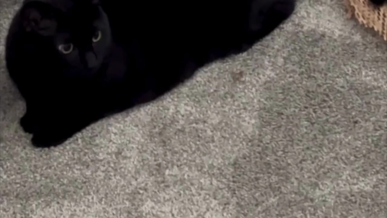 Cute Precious Piper Guards Her Packing Material - Adopting a Cat from a Shelter Vlog #shorts