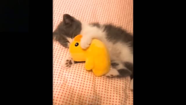 Cute and Funny Animal Vids