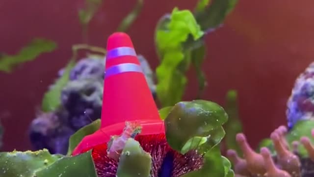 beebotheseaurchin