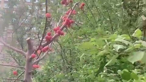 The tree is tangled with red fruits