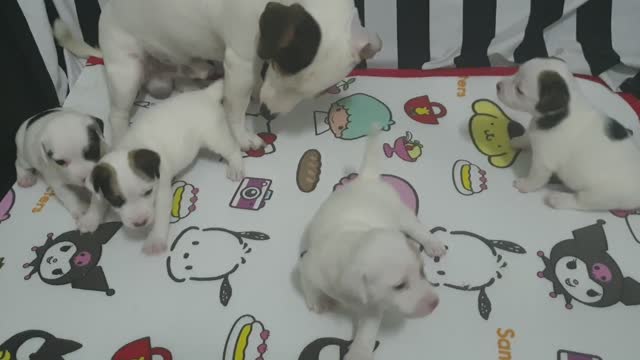 Mother dog with her puppy