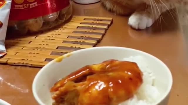 Look , itβs a glutton cat ππ #pet #catlover #catsoftiktok #fyp #cats #fypyou #funnycat #lmao