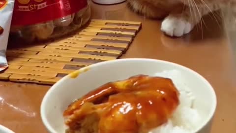 Look , it’s a glutton cat 😂😂 #pet #catlover #catsoftiktok #fyp #cats #fypyou #funnycat #lmao