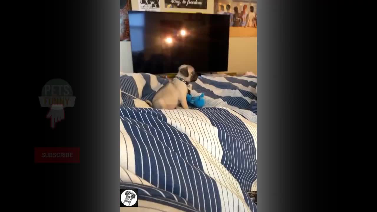 Pug Funny Moments - Cute Dog Videos | Pets Funny