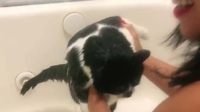 GATO ASSASSINOU A PRÓPRIA DONA