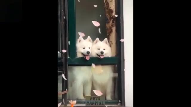 Funniest Cats and Dogs - Cute and Funny Pets