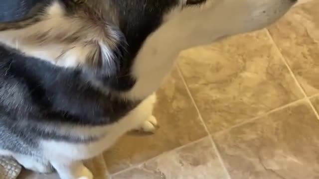 Stupid husky blame other dog for it