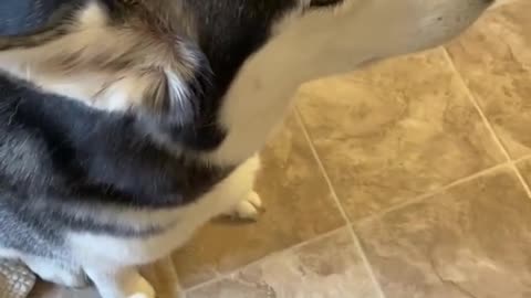 Stupid husky blame other dog for it