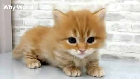 Cute baby kittens compilation