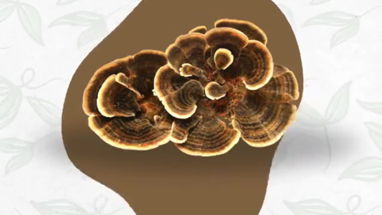 Health benefits of Medicinal Mushrooms