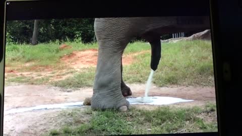 Elephant has to relieve himself