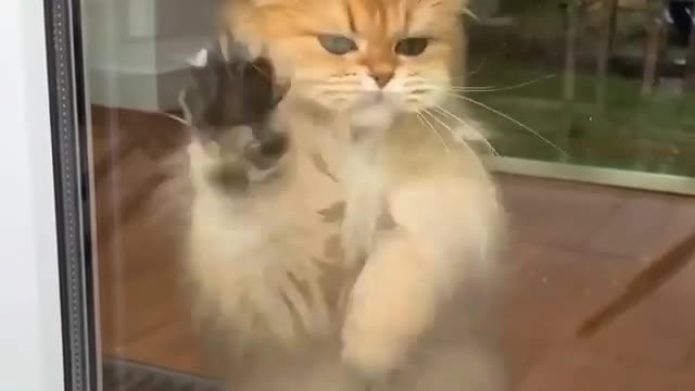 funny cat trying to come inside