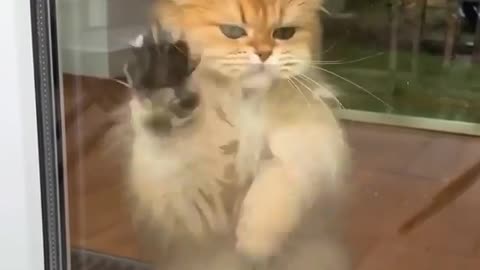 funny cat trying to come inside