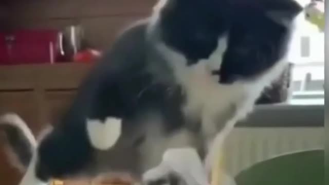Funny Animal Videos 2022 - Funniest Cats And Dogs Videos - Cute Pets #shots