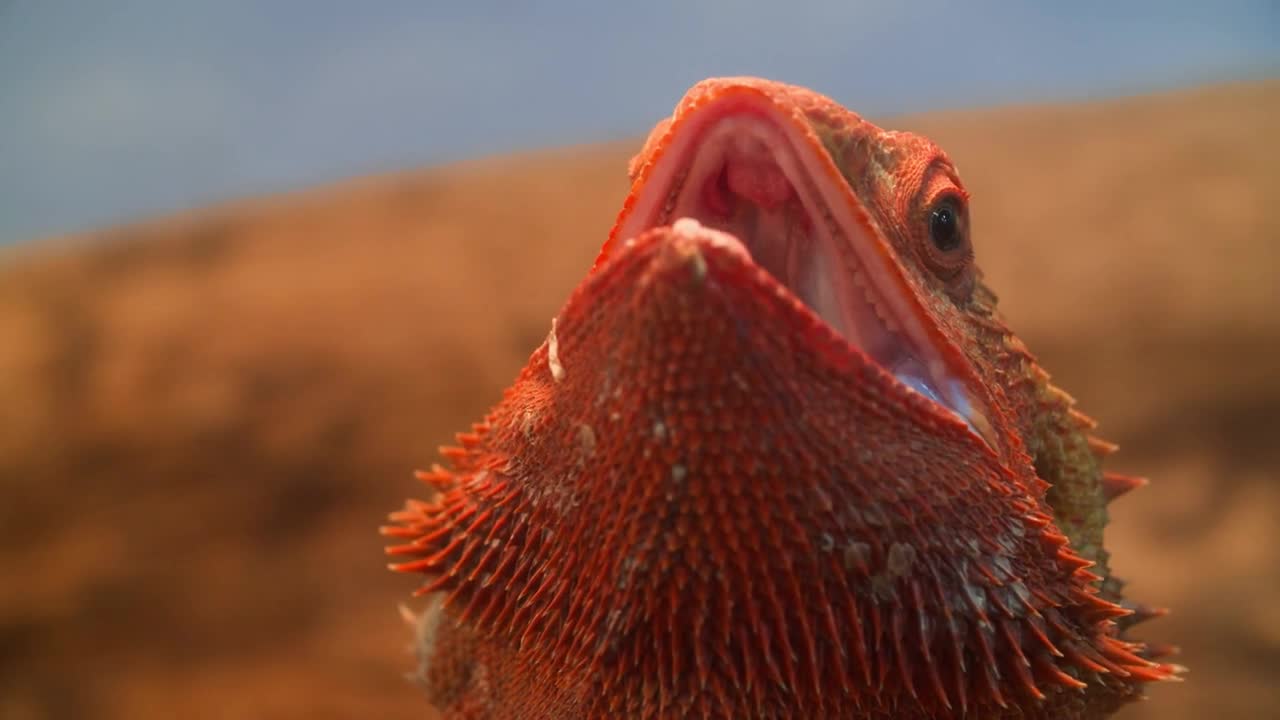 Bearded Dragon Portrait on the background of nature