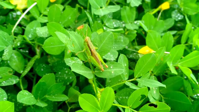 Vietnam Grasshopper Species