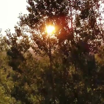 Yoga Nidra for Deep Relaxation and Rejuvenation 🧘‍♀️ #meditation #yoganidra #shorts