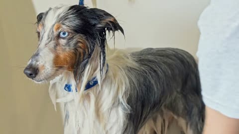 Adorable dog getting washed by professional groomer at vet clinic