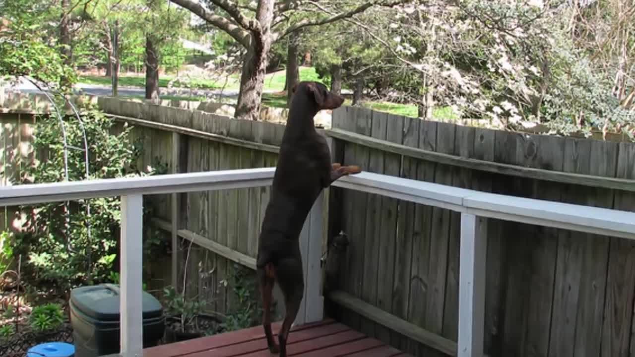 How to find a perfect dog 🐶 that suits you.