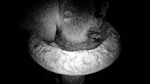 Raccoon in the bird bath