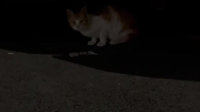 Cute cat, why are you running away...