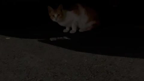 Cute cat, why are you running away...