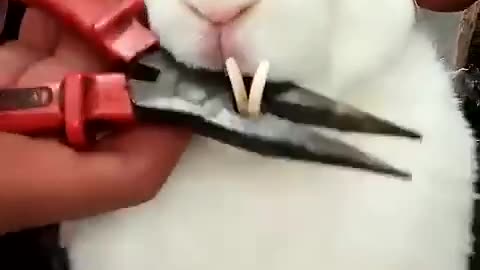 Rabbit 🐇 teeth cutting