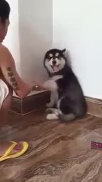 Cute Dog Husky in the Corner