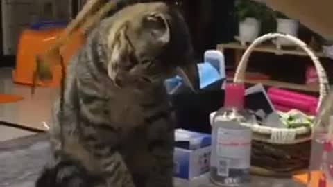 Funny cat on the dinner table