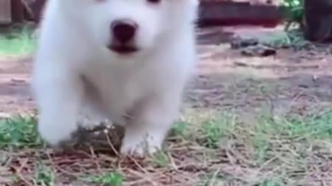 Dog Cute Pet Puppy