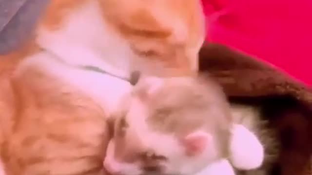 My cat zitoun and my cinnamon ferret hug each other