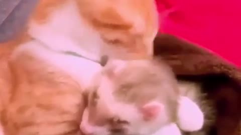 My cat zitoun and my cinnamon ferret hug each other