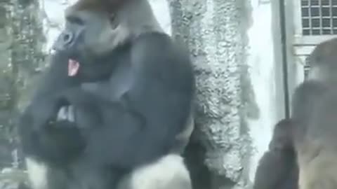 Gorilla Spazzing Out