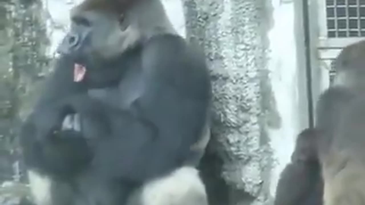 Gorilla Spazzing Out