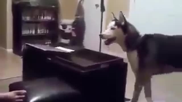 Funny Husky