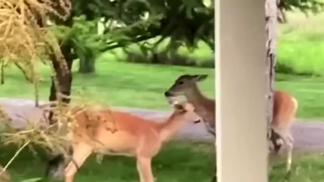 Funny two deers fighting