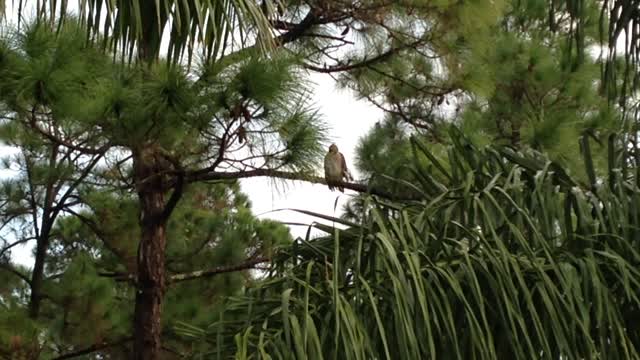 Marsh Hawk