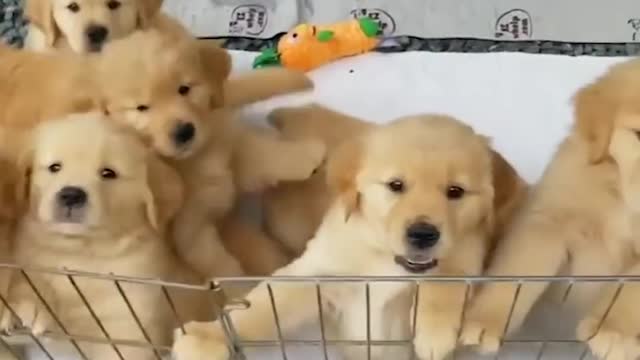 Funniest & Cutest Golden Retriever Puppies #23- Funny Puppy Videos 2020