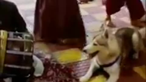 Funny Animal Reaction