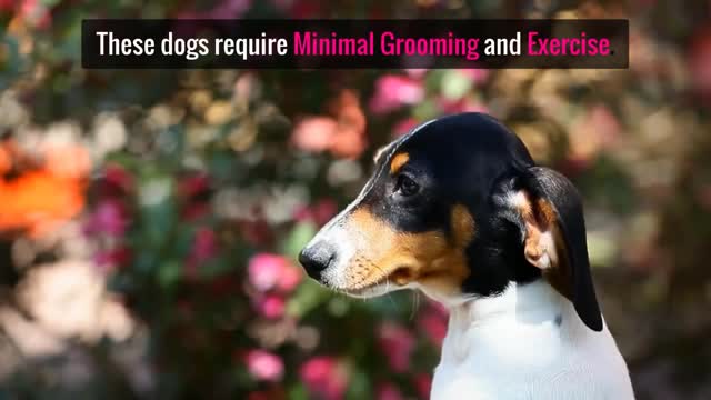 Low Maintenance Dogs For Busy Owners