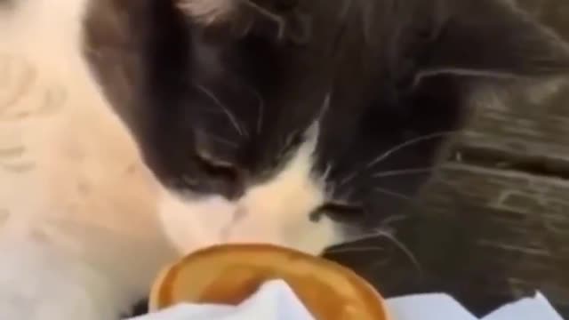 Funny dog highlights