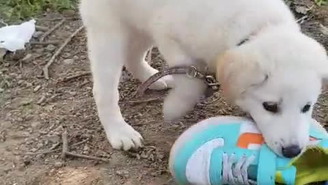 Cute baby with shoes