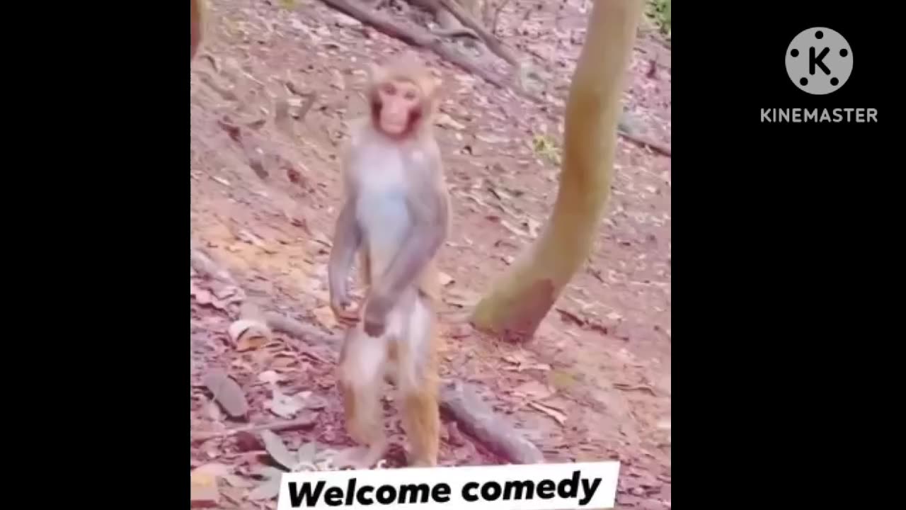comedy video funny video comedy monkey video