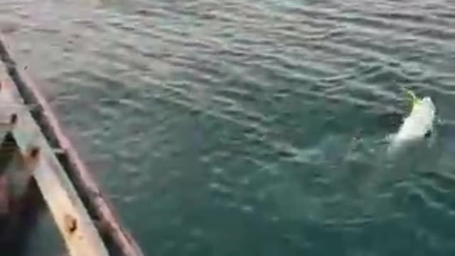 fishing -bigginers techniques -Boat fishing -fishing video india -Andaman sea