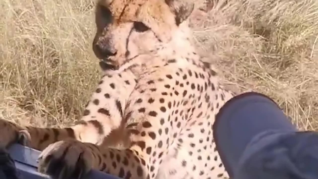 Cheetah attack