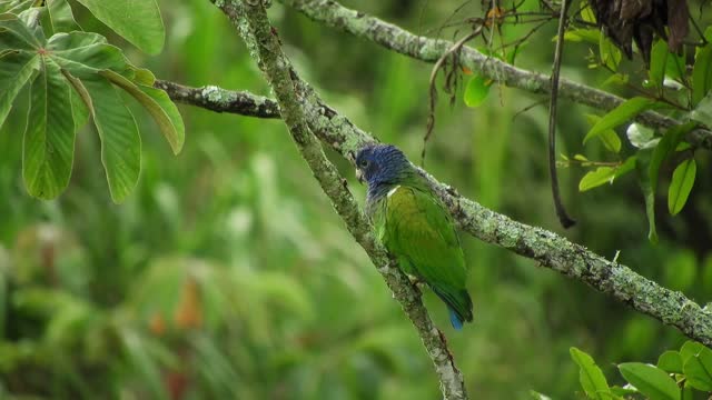 blue-tit-bird-animal-the-manger